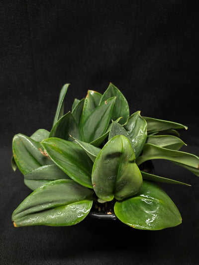 Scindapsus Treubii Moonlight #01