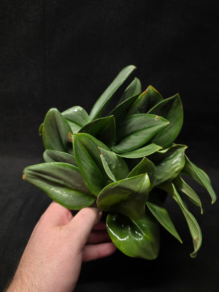 Scindapsus Treubii Moonlight #01