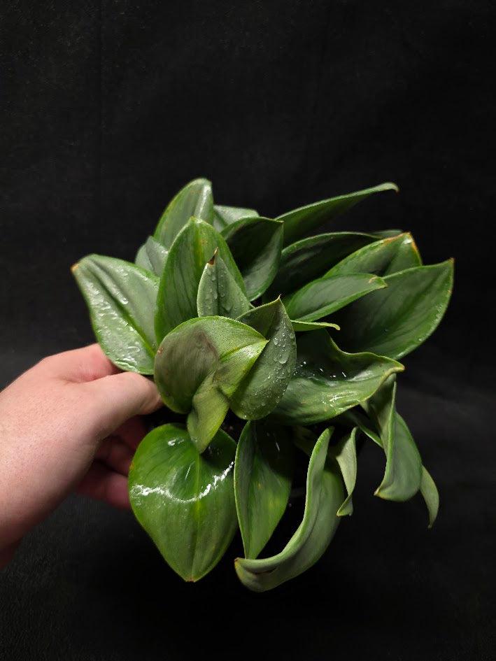 Scindapsus Treubii Moonlight #01