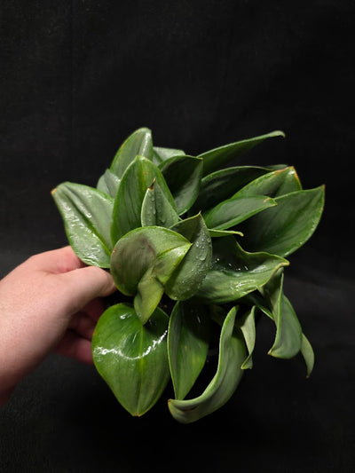 Scindapsus Treubii Moonlight #01
