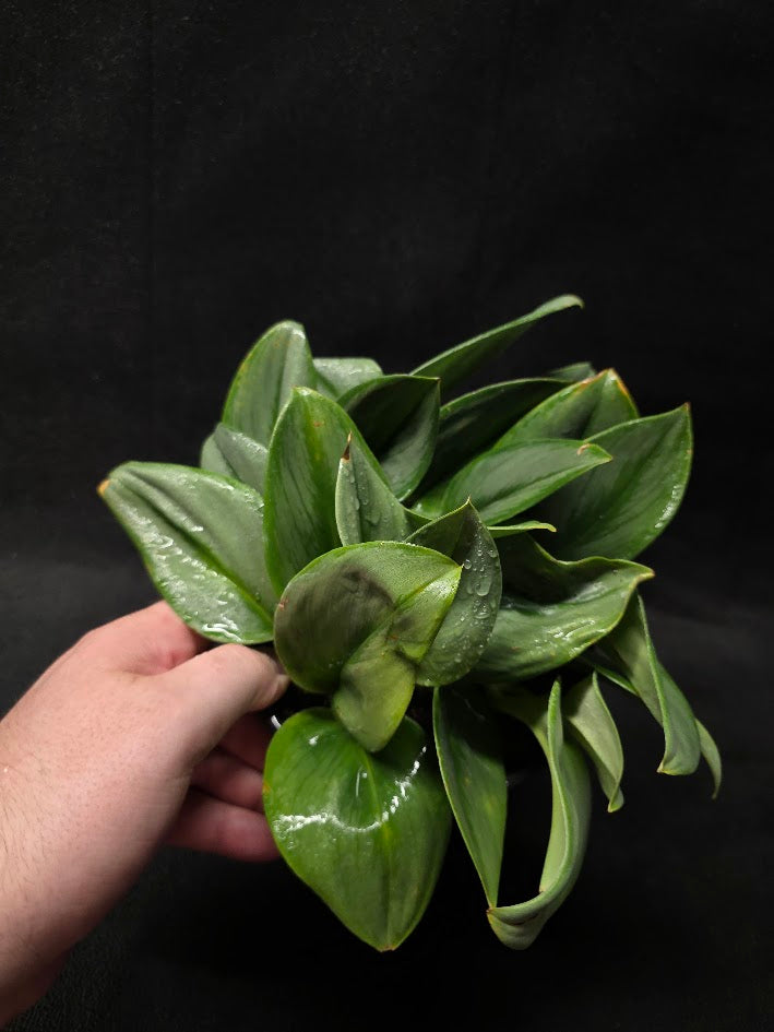 Scindapsus Treubii Moonlight #01