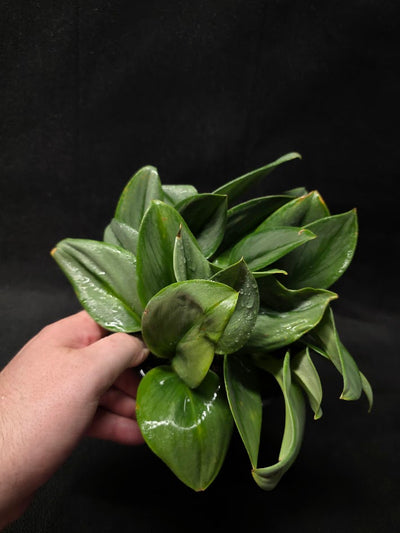 Scindapsus Treubii Moonlight #01