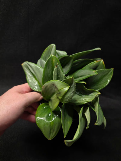 Scindapsus Treubii Moonlight #01