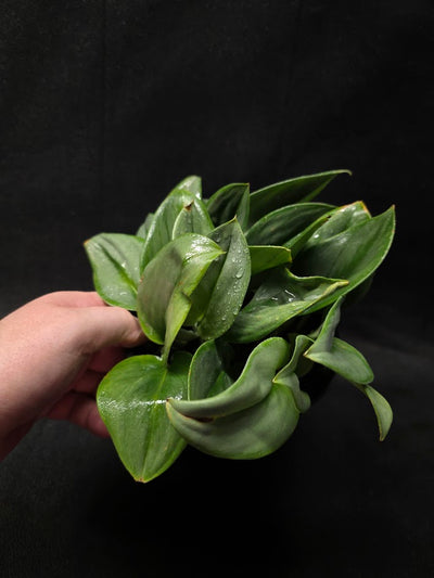 Scindapsus Treubii Moonlight #01