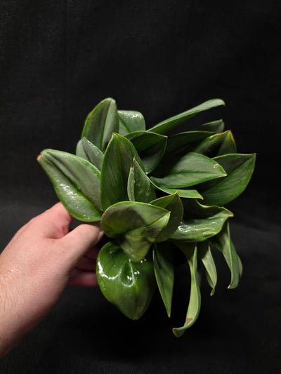Scindapsus Treubii Moonlight #01