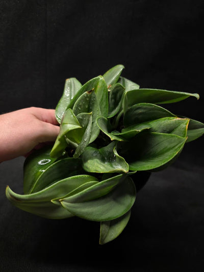 Scindapsus Treubii Moonlight #01