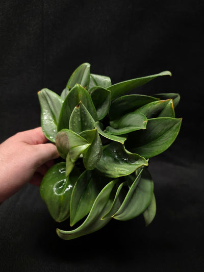 Scindapsus Treubii Moonlight #01