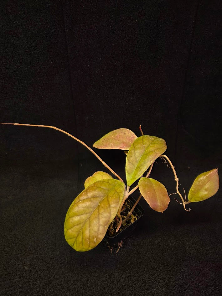 Hoya Viola #01