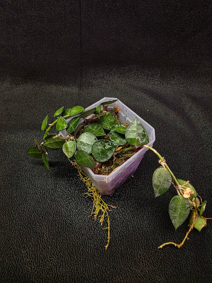 Hoya Lacunosa #01