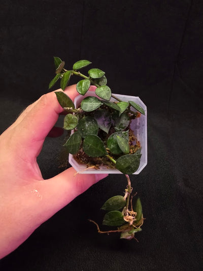 Hoya Lacunosa #01