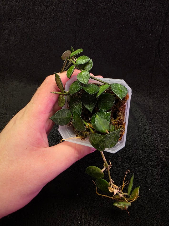 Hoya Lacunosa #01