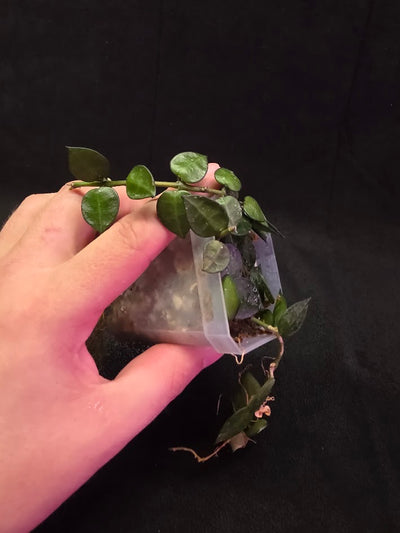 Hoya Lacunosa #01