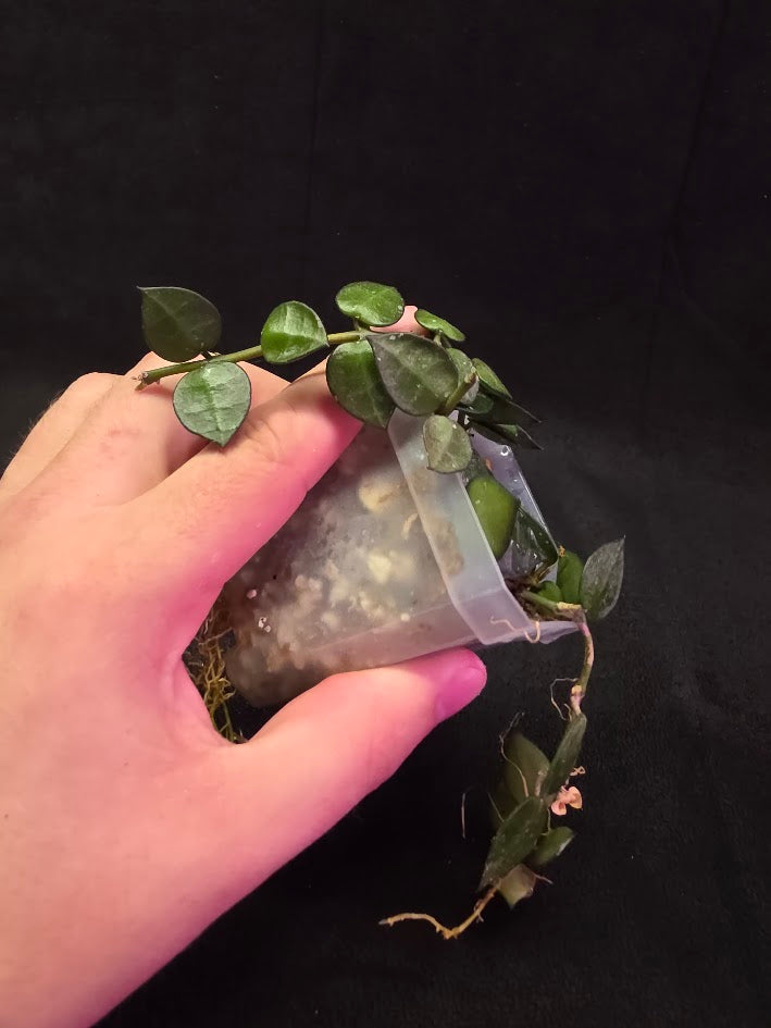 Hoya Lacunosa #01