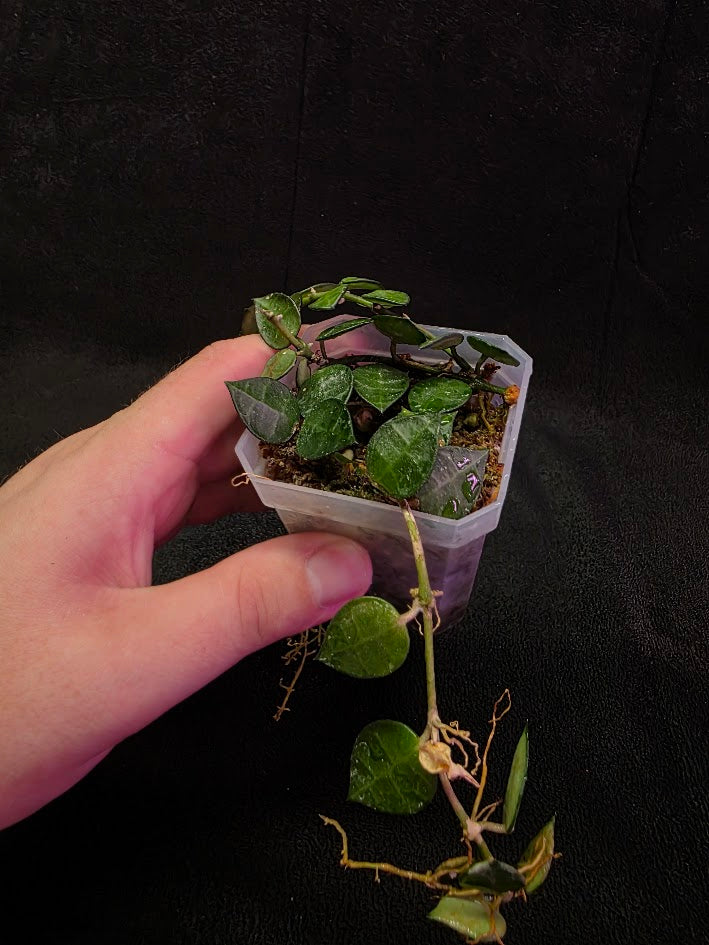 Hoya Lacunosa #01 – YEG Exotic Plant Crowd