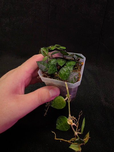 Hoya Lacunosa #01