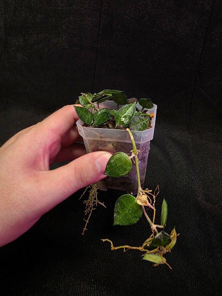 Hoya Lacunosa #01