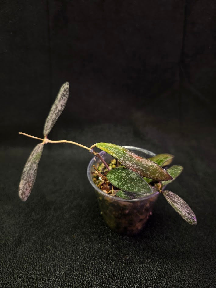 Hoya Sigillatis #01