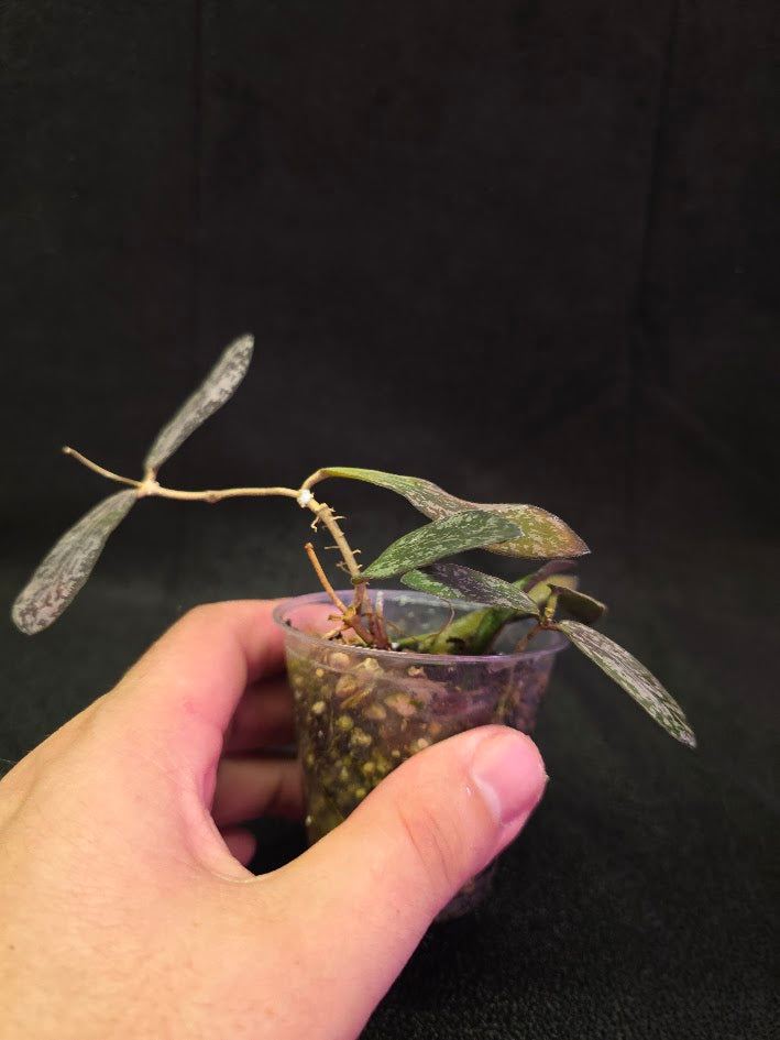 Hoya Sigillatis #01