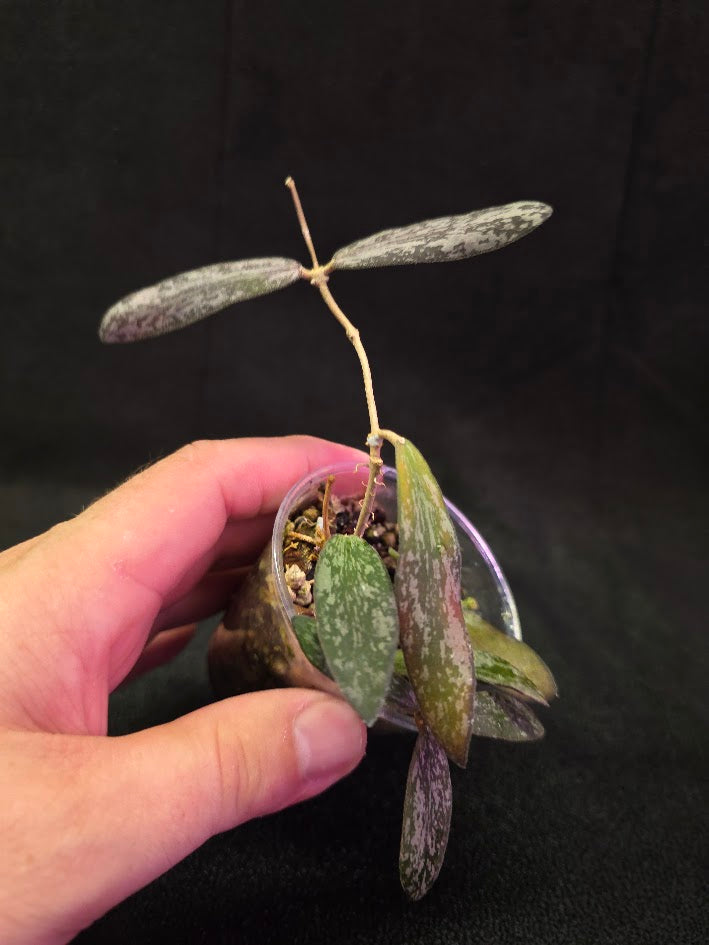 Hoya Sigillatis #01
