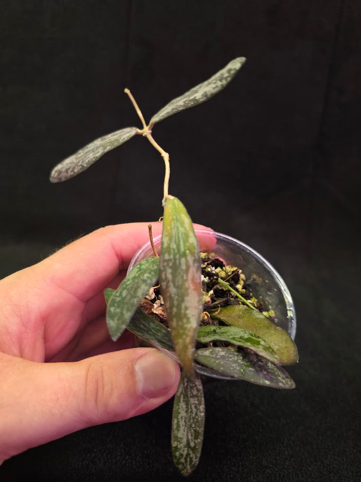 Hoya Sigillatis #01