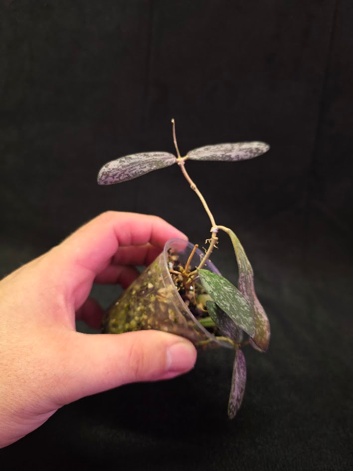 Hoya Sigillatis #01