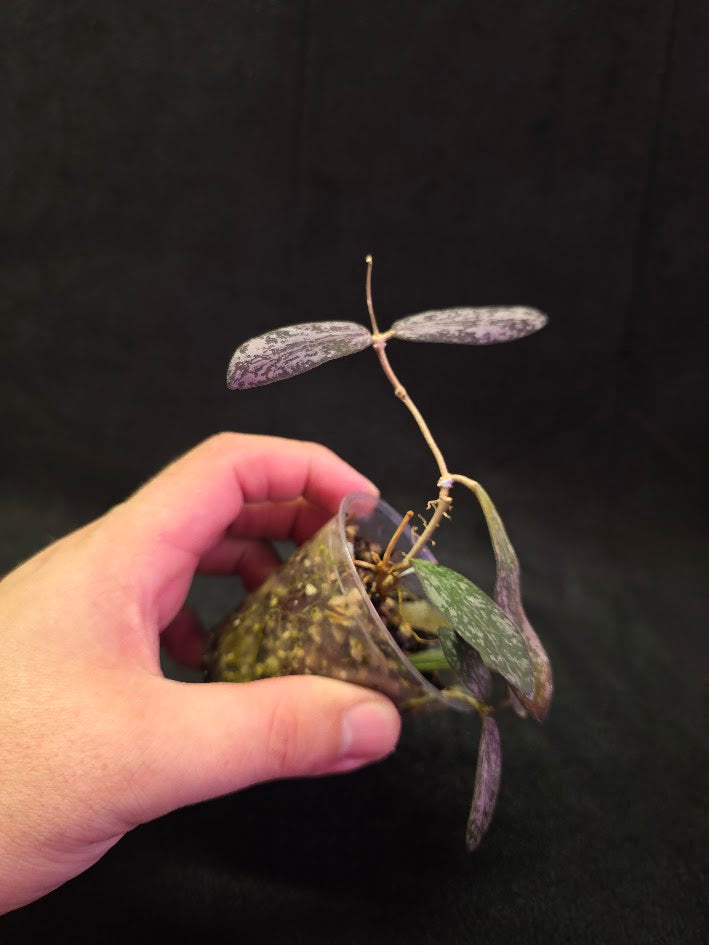 Hoya Sigillatis #01
