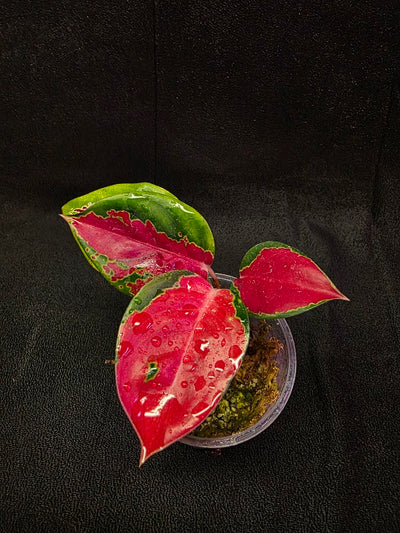 Aglaonema Suksom Jaipong #01