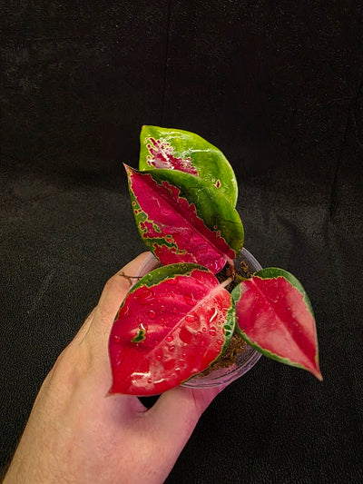Aglaonema Suksom Jaipong #01