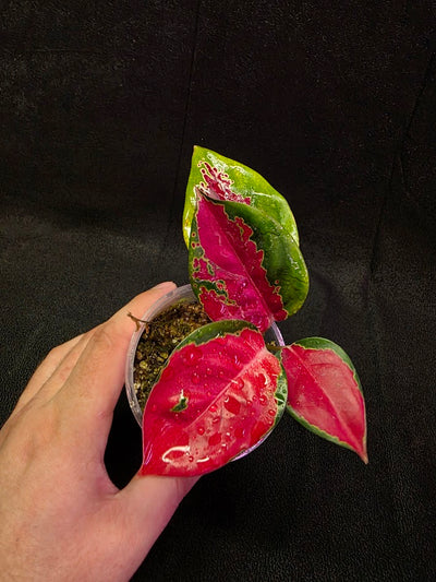 Aglaonema Suksom Jaipong #01