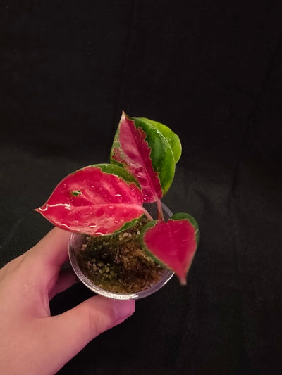 Aglaonema Suksom Jaipong #01