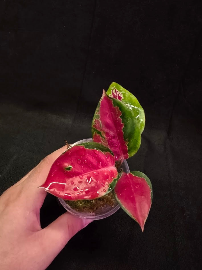 Aglaonema Suksom Jaipong #01