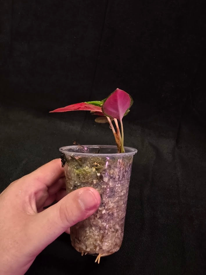 Aglaonema Suksom Jaipong #01
