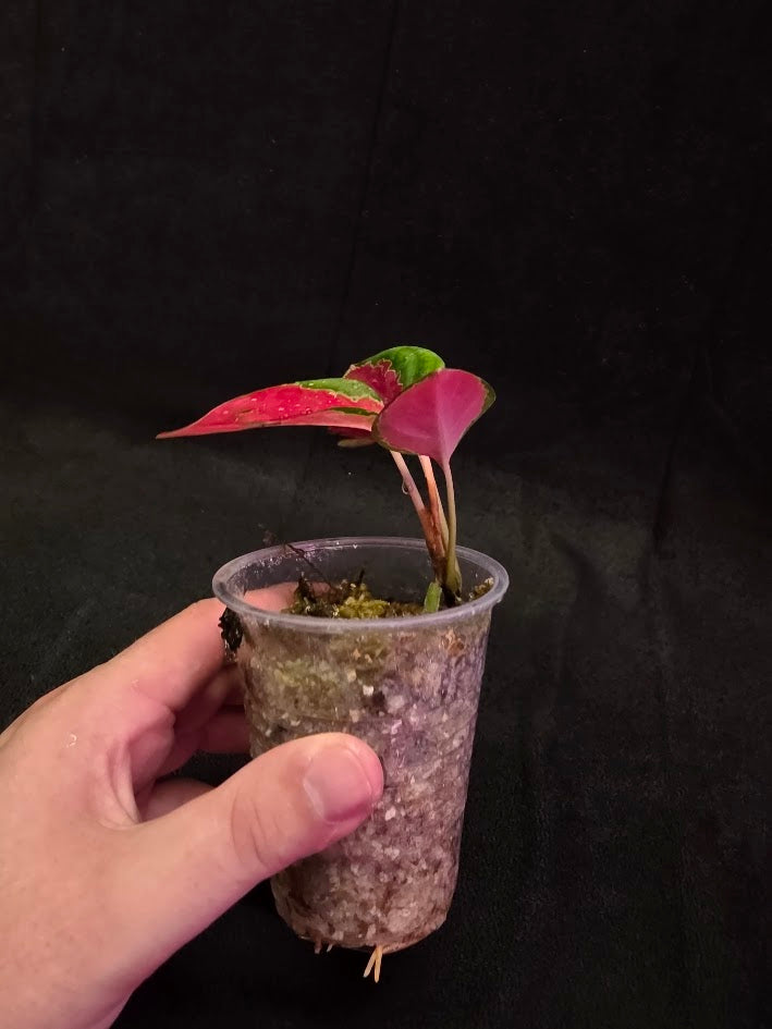 Aglaonema Suksom Jaipong #01