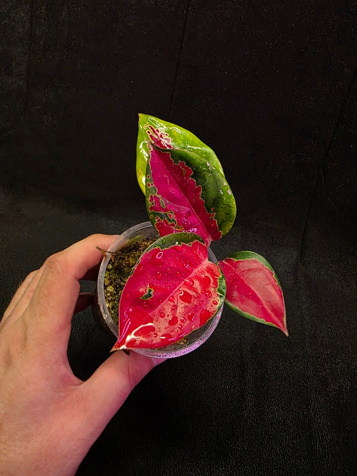 Aglaonema Suksom Jaipong #01