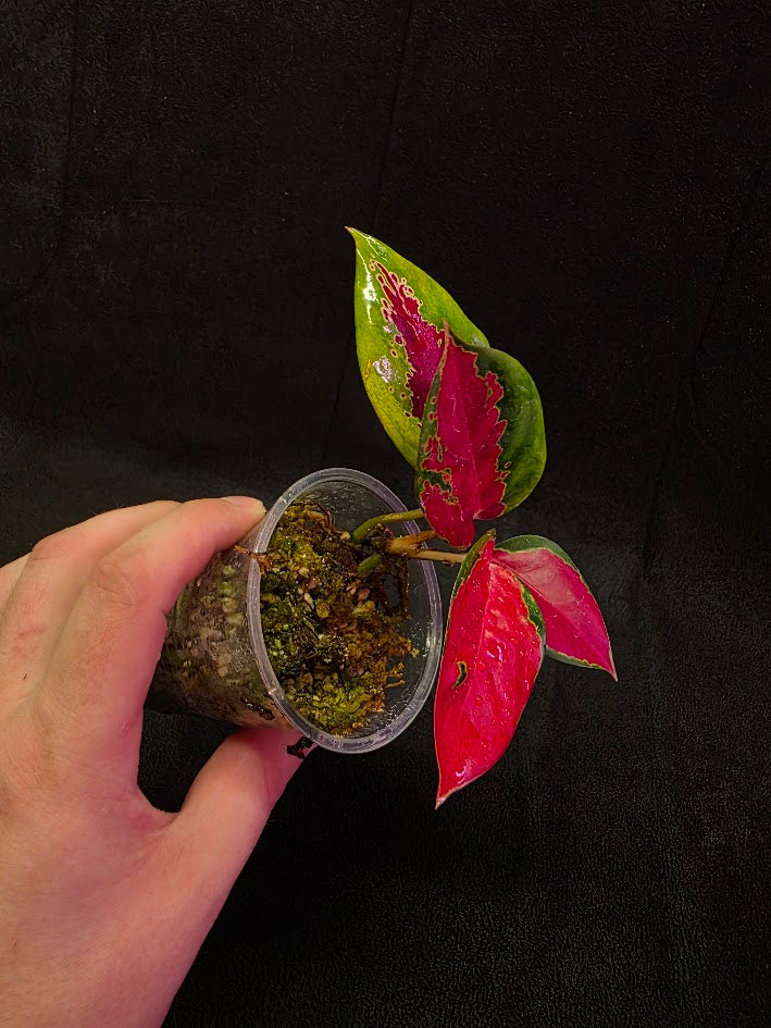 Aglaonema Suksom Jaipong #01