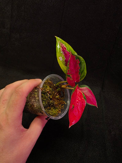 Aglaonema Suksom Jaipong #01