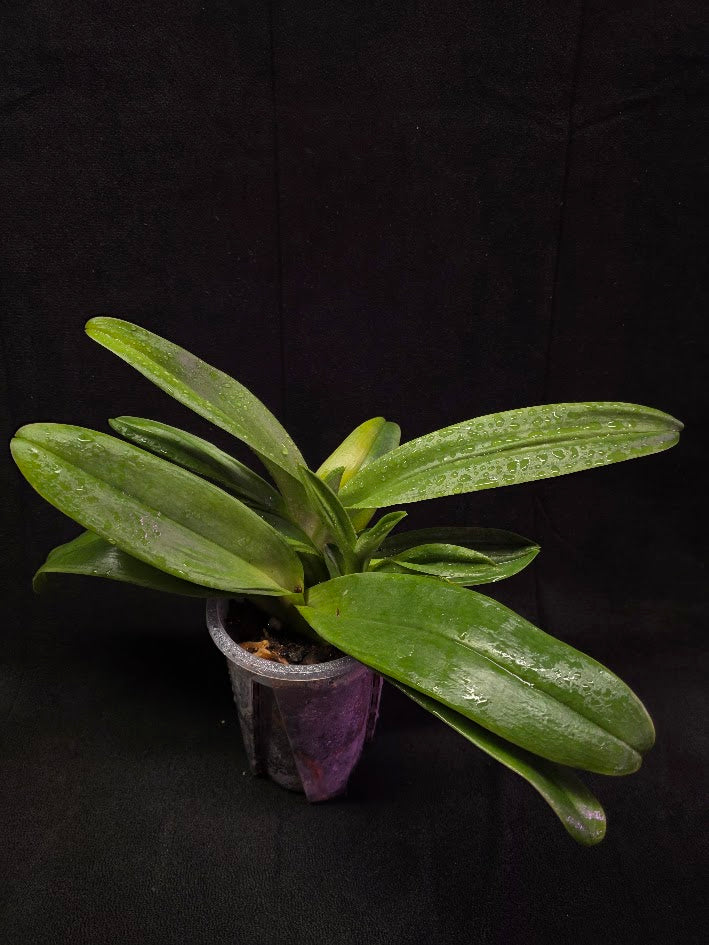 Paphiopedilum Cocoa Chilwin x Yi-Ying Colorful Clouds #01