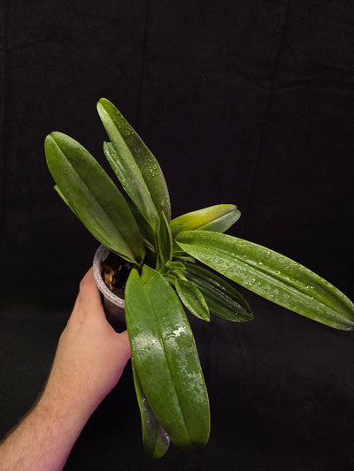 Paphiopedilum Cocoa Chilwin x Yi-Ying Colorful Clouds #01