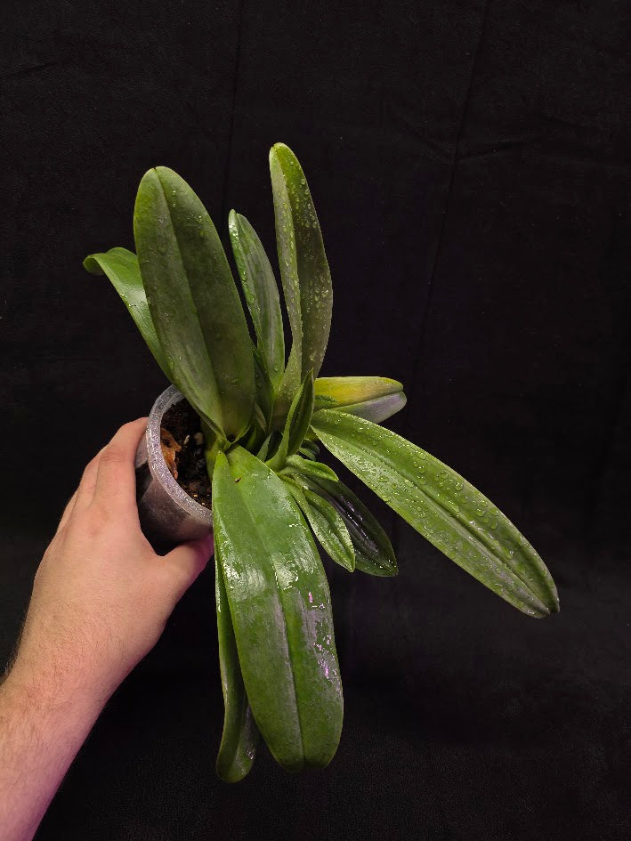 Paphiopedilum Cocoa Chilwin x Yi-Ying Colorful Clouds #01