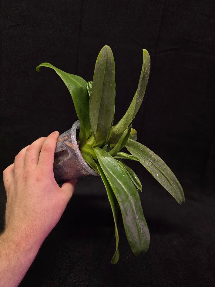 Paphiopedilum Cocoa Chilwin x Yi-Ying Colorful Clouds #01