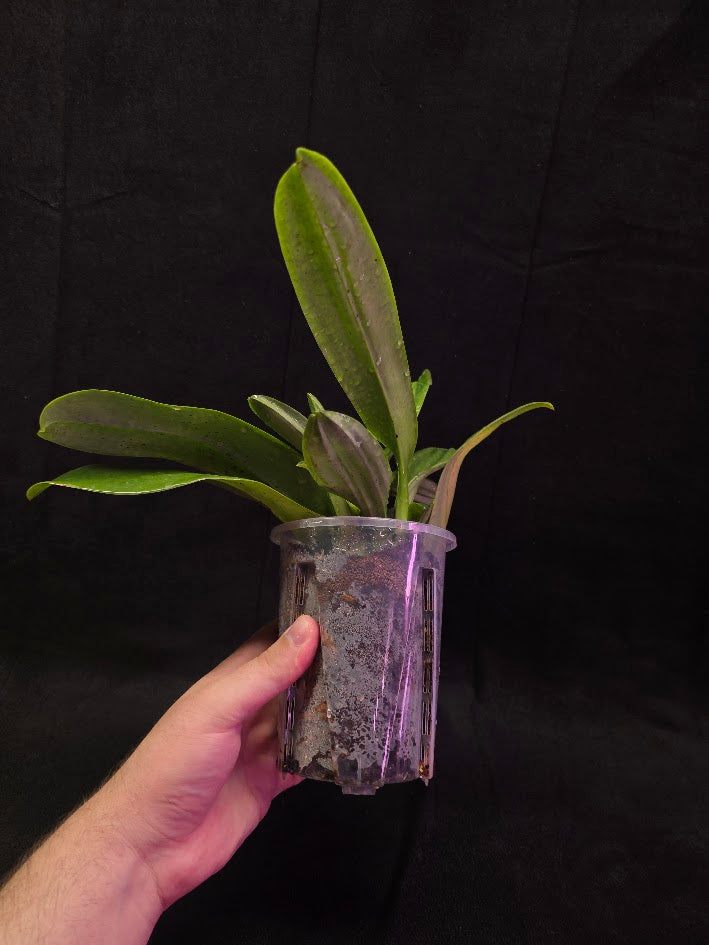 Paphiopedilum Cocoa Chilwin x Yi-Ying Colorful Clouds #01