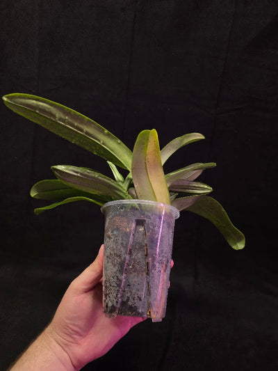 Paphiopedilum Cocoa Chilwin x Yi-Ying Colorful Clouds #01
