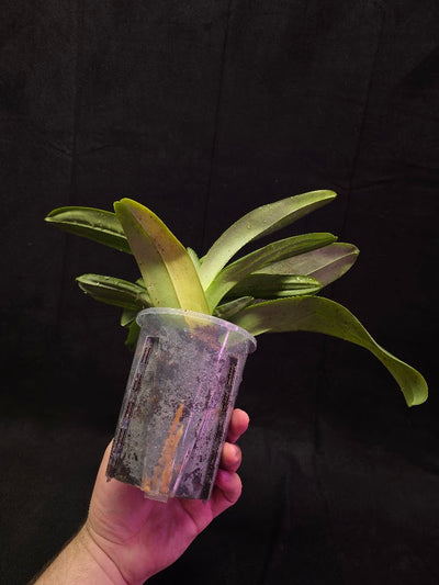 Paphiopedilum Cocoa Chilwin x Yi-Ying Colorful Clouds #01