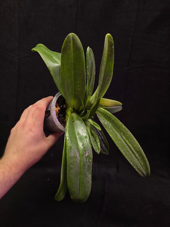 Paphiopedilum Cocoa Chilwin x Yi-Ying Colorful Clouds #01