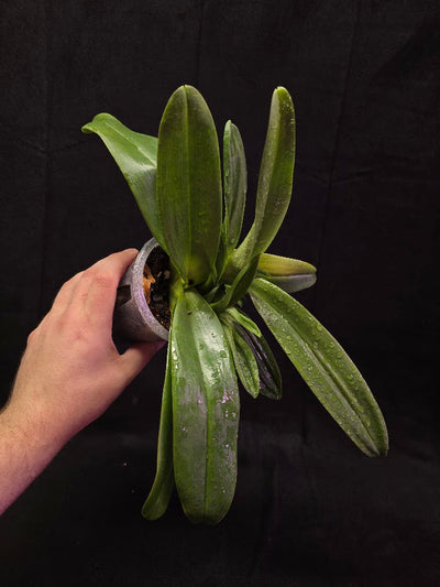 Paphiopedilum Cocoa Chilwin x Yi-Ying Colorful Clouds #01