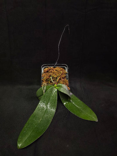 Phalaenopsis Gigantea #01