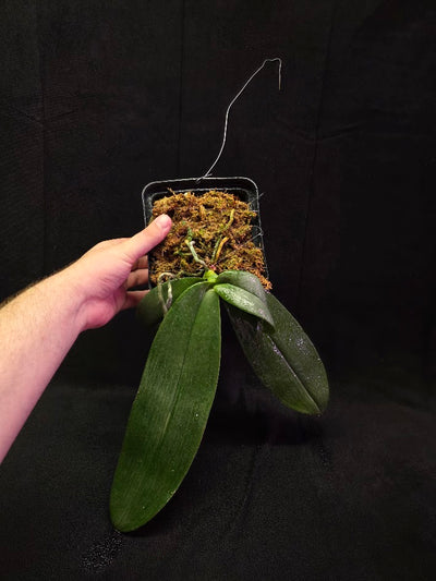 Phalaenopsis Gigantea #01