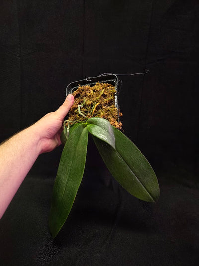 Phalaenopsis Gigantea #01