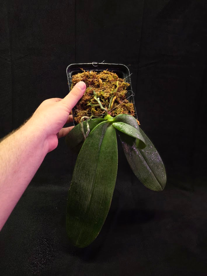 Phalaenopsis Gigantea #01