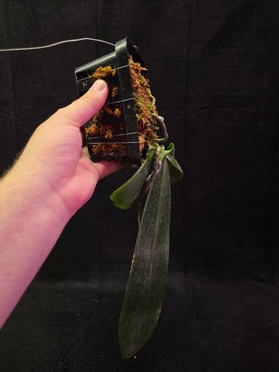 Phalaenopsis Gigantea #01